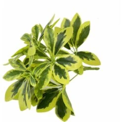 Schefflera Variegata, Foglie 49, Cm 40