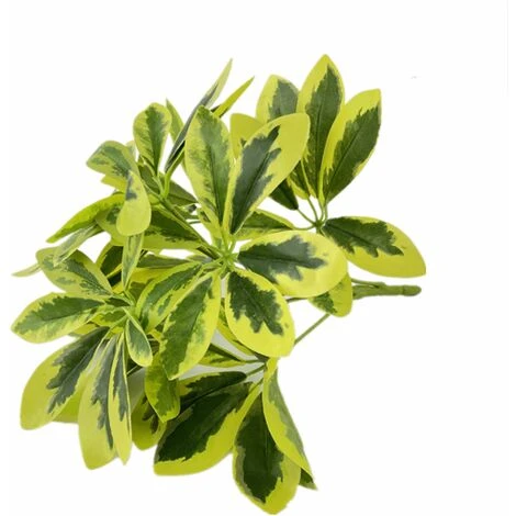 Schefflera Variegata, Foglie 49, Cm 40 1 Schefflera Variegata, Foglie 49, Cm 40