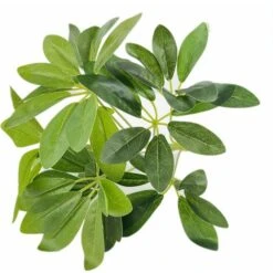 Schefflera Verde, Foglie 49, Cm 40
