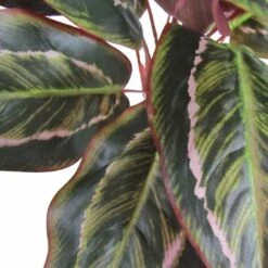 Calathea Cespuglio Artificiale Variegato, Cm 38 -Vendite ATMOSPHERA 100353202 3