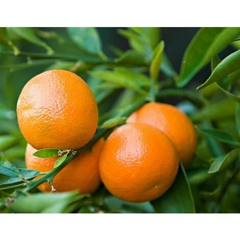 Mandarino Clementino "Citrus X Clementina" Pianta In Vaso Agrumi Di Sicilia 1 Mandarino Clementino "Citrus X Clementina" Pianta In Vaso Agrumi Di Sicilia