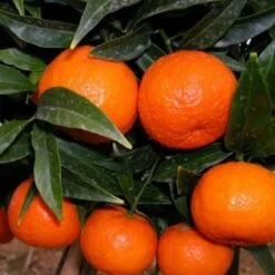 Mandarino Clementino "Citrus X Clementina" Pianta In Vaso Agrumi Di Sicilia 7 Mandarino Clementino "Citrus X Clementina" Pianta In Vaso Agrumi Di Sicilia -Vendite ATMOSPHERA 11430685 3