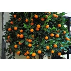 Pianta Di Mandarino Mandarini Agrumi Di Sicilia In Fitocella -Vendite ATMOSPHERA 11939236 4