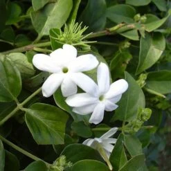 CONCIME IDROSOLUBILE ENERGY ROSSO 1 KG -Vendite ATMOSPHERA 12211139 3