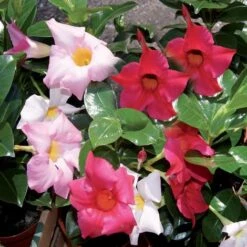 CONCIME IDROSOLUBILE ENERGY ROSSO 1 KG -Vendite ATMOSPHERA 12211139 4