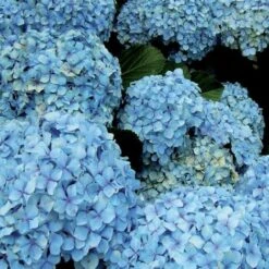 CONCIME IN POLVERE AZZURRANTE PER ORTENSIE 1 KG 5 CONCIME IN POLVERE AZZURRANTE PER ORTENSIE 1 KG -Vendite ATMOSPHERA 12257605 3