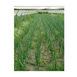 Zolfo Correttivo 93 Giallo Uso Agricolo Verdura Agricoltura Biologico Kg 25 -Vendite ATMOSPHERA 13192522 5
