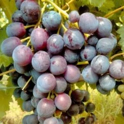 Uva Da Tavola Nera "Cardinal"