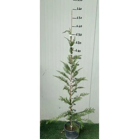 Cipresso Leylandii (Cupressocyparis Leylandii) Vaso 20cm H 130 Cm 2 Cipresso Leylandii (Cupressocyparis Leylandii) Vaso 20cm H 130 Cm - immagine 2