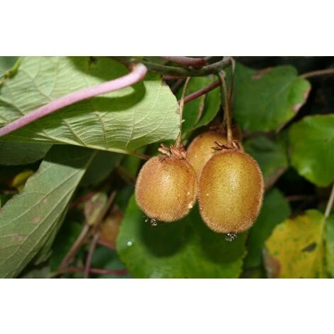 Kiwi Actinidia Chinensis Autofertile Vaso 18cm H 150cm 1 Kiwi Actinidia Chinensis Autofertile Vaso 18cm H 150cm
