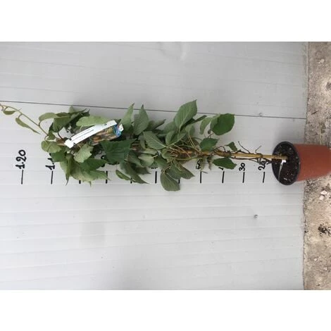 Kiwi Actinidia Chinensis Autofertile Vaso 18cm H 150cm 2 Kiwi Actinidia Chinensis Autofertile Vaso 18cm H 150cm - immagine 2