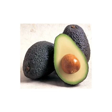 Persea Americana Pianta Di Avocado Hass (di Innesto) Foto Reali H 140cm 1 Persea Americana Pianta Di Avocado Hass (di Innesto) Foto Reali H 140cm