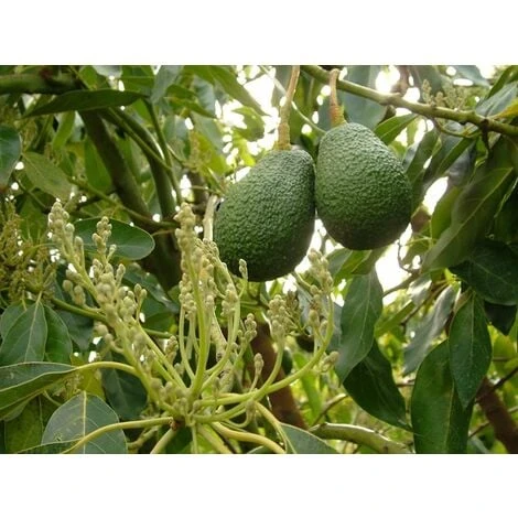 Persea Americana Pianta Di Avocado Hass (di Innesto) Foto Reali H 140cm 2 Persea Americana Pianta Di Avocado Hass (di Innesto) Foto Reali H 140cm - immagine 2