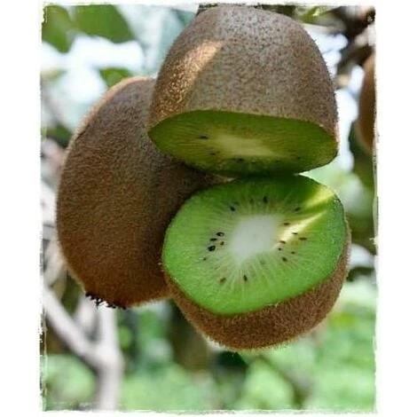 Pianta Di Kiwi Actinidia Hayward Femmina H 160 Cm 1 Pianta Di Kiwi Actinidia Hayward Femmina H 160 Cm