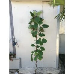 Pianta Di Kiwi Actinidia Hayward Femmina H 160 Cm 5 Pianta Di Kiwi Actinidia Hayward Femmina H 160 Cm -Vendite ATMOSPHERA 16626587 3