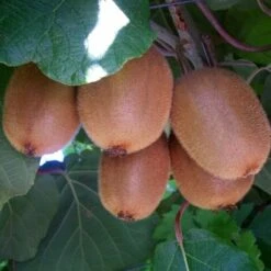 Pianta Di Kiwi Hayward - Impollinatore Maschio