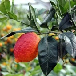 Vendite ATMOSPHERA -Vendite ATMOSPHERA 16626596 2