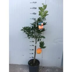 Pianta Di Limone Rosso Vaso 24 -Vendite ATMOSPHERA 16626596 3