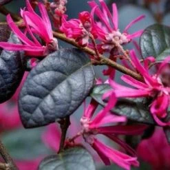 Pianta Di Loropetalum Black Pearl Vaso 18cm -Vendite ATMOSPHERA 16626599 3