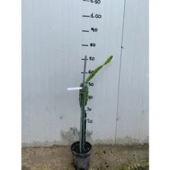 Pianta Di Pitaya Frutto Del Drago Polpa Rossa -Vendite ATMOSPHERA 16626624 3