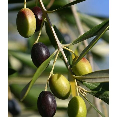 Pianta Di Ulivo Frantoio 1 Pianta Di Ulivo Frantoio