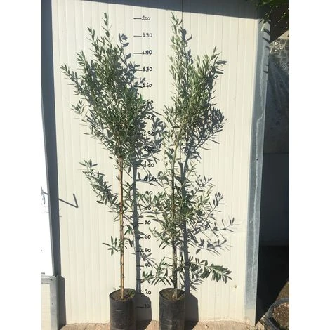 Pianta Di Ulivo Frantoio 2 Pianta Di Ulivo Frantoio - immagine 2