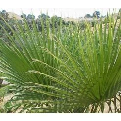 Washingtonia Filifera Vaso 24cm -Vendite ATMOSPHERA 16626685 3