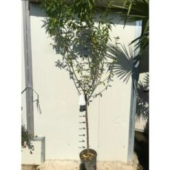 Vendite ATMOSPHERA -Vendite ATMOSPHERA 16946519 2