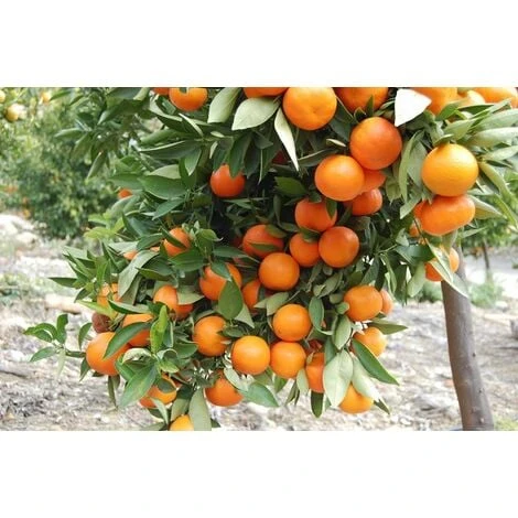 Pianta Di Clementino In Fitocella 1 Pianta Di Clementino In Fitocella