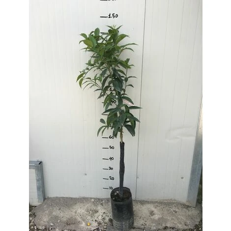 Pianta Di Clementino In Fitocella 2 Pianta Di Clementino In Fitocella - immagine 2