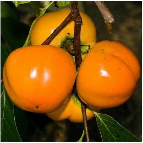 Pianta Di Kaki Mela Vaso 24cm 1 Pianta Di Kaki Mela Vaso 24cm