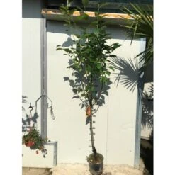 Pianta Di Kaki Mela Vaso 24cm 5 Pianta Di Kaki Mela Vaso 24cm -Vendite ATMOSPHERA 16946530 3