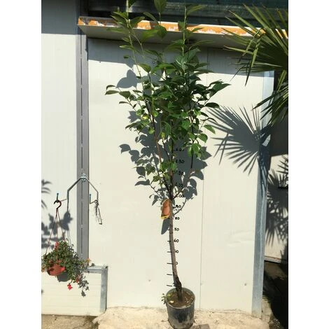 Pianta Di Kaki Mela Vaso 24cm 3 Pianta Di Kaki Mela Vaso 24cm - immagine 3