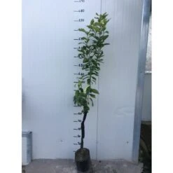 Vendite ATMOSPHERA -Vendite ATMOSPHERA 16946534 2