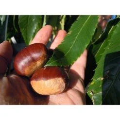 Pianta Di Castagna Bouche De Betizac Innestata Foto Reali