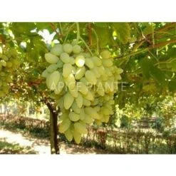 Vite Pizzutello Bianco - V. 15 X 15 Cm - Uva Da Tavola Bianca - Apice Piante