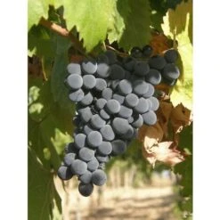 Vite Montepulciano - Senza Vaso - Uva Da Vino Nera - Apice Piante