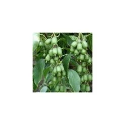 Pianta Di Mini Kiwi Autofertile - Actinidia Arguta (varietà VITIKIWI) FOTO REALI H 100CM -Vendite ATMOSPHERA 18403269 3