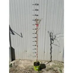 Pianta Di Kiwi Arguta Issai (autofertile) -Vendite ATMOSPHERA 18403274 3