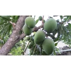 PIANTA DI MANGIFERA INDICA MANGO GLENN INNESTATA FOTO REALI H 140CM 6 PIANTA DI MANGIFERA INDICA MANGO GLENN INNESTATA FOTO REALI H 140CM -Vendite ATMOSPHERA 18734230 3
