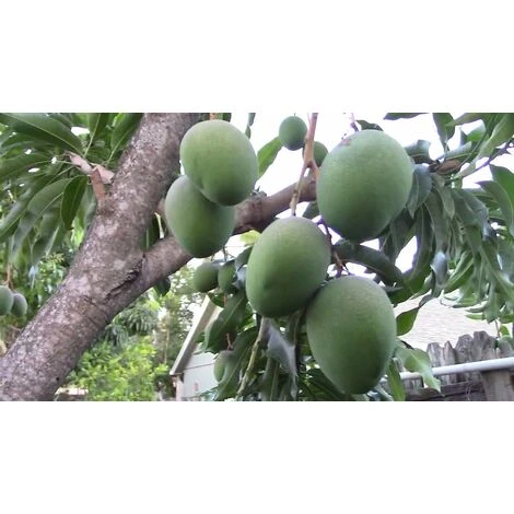 PIANTA DI MANGIFERA INDICA MANGO GLENN INNESTATA FOTO REALI H 140CM 3 PIANTA DI MANGIFERA INDICA MANGO GLENN INNESTATA FOTO REALI H 140CM - immagine 3