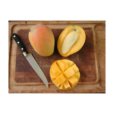 PIANTA DI MANGIFERA INDICA MANGO GLENN INNESTATA FOTO REALI H 140CM 4 PIANTA DI MANGIFERA INDICA MANGO GLENN INNESTATA FOTO REALI H 140CM - immagine 4