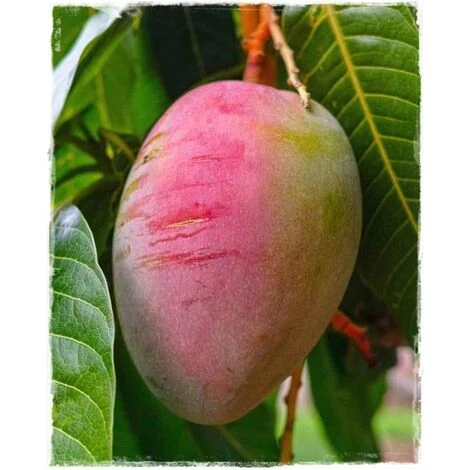 PIANTA MANGIFERA INDICA MANGO SENSATION INNESTATA FOTO REALI H 140CM 1 PIANTA MANGIFERA INDICA MANGO SENSATION INNESTATA FOTO REALI H 140CM