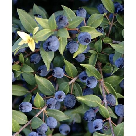 Mirto Sardo "Myrtus Communis" Mirto Comune In Vaso 9 Cm 1 Mirto Sardo "Myrtus Communis" Mirto Comune In Vaso 9 Cm