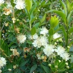 Mirto Sardo "Myrtus Communis" Mirto Comune In Vaso 9 Cm 7 Mirto Sardo "Myrtus Communis" Mirto Comune In Vaso 9 Cm -Vendite ATMOSPHERA 19186006 3