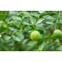 Pianta Di Bergamotto Di 2 Anni In Fitocella Agrumi Di Sicilia -Vendite ATMOSPHERA 19186026 3