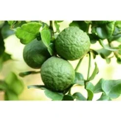 Pianta Di Bergamotto Di 2 Anni In Fitocella Agrumi Di Sicilia -Vendite ATMOSPHERA 19186026 4