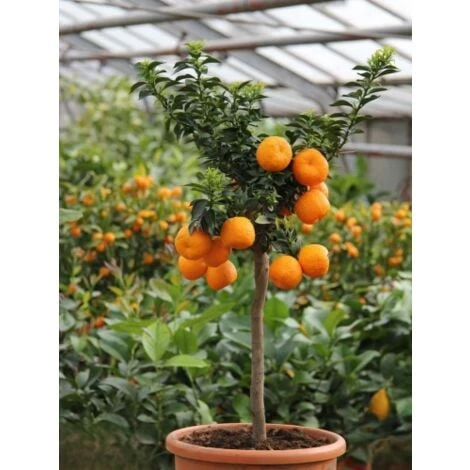 Chinotto "Citrus X Myrtifolia" Pianta Di Agrumi Di Sicilia In Vaso 20 Cm FOTO REALI 1 Chinotto "Citrus X Myrtifolia" Pianta Di Agrumi Di Sicilia In Vaso 20 Cm FOTO REALI