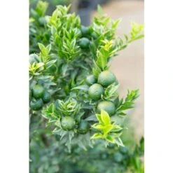 Chinotto "Citrus X Myrtifolia" Pianta Di Agrumi Di Sicilia In Vaso 20 Cm FOTO REALI 7 Chinotto "Citrus X Myrtifolia" Pianta Di Agrumi Di Sicilia In Vaso 20 Cm FOTO REALI -Vendite ATMOSPHERA 19186030 4