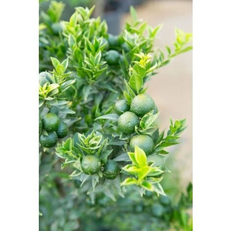 Chinotto "Citrus X Myrtifolia" Pianta Di Agrumi Di Sicilia In Vaso 20 Cm FOTO REALI 4 Chinotto "Citrus X Myrtifolia" Pianta Di Agrumi Di Sicilia In Vaso 20 Cm FOTO REALI - immagine 4